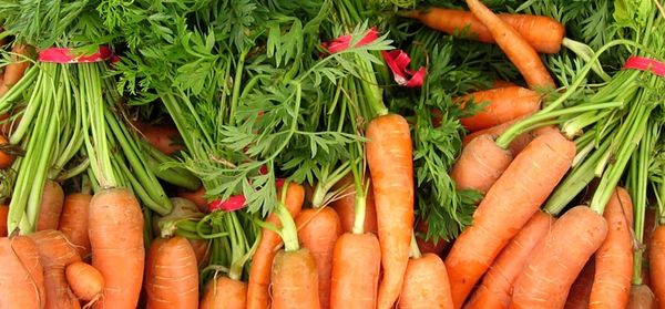Carrots from 남아프리카공화국 supplied by Fine Bros (Pty) Ltd - Orange 신선 당근