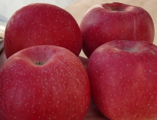 Fresh Whole Fuji Apple from 영국 supplied by Pan United Limited - Red 신선 사과