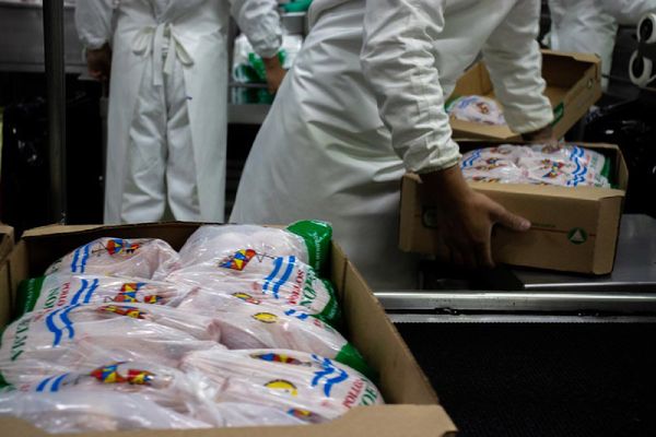 Fresh Chicken from 아르헨티나 supplied by CENTRO EMPRESAS PROCESADORAS AVICOLAS - ARGENTINA - Vacuum Packed (=VAC) 냉동 미절단 닭고기