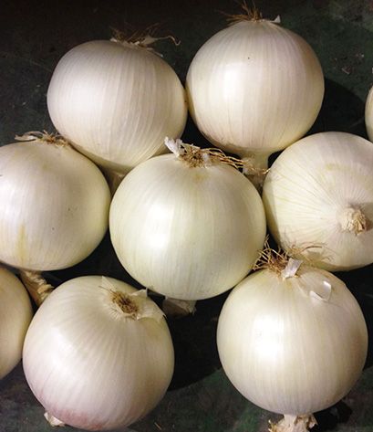 Fresh White Onion from Spain supplied by Cebollas Iniesta - Agricola Villarrobledo - White Fresh Onion