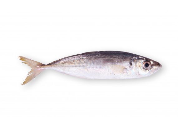 European Anchovy HG IQF from 스페인 supplied by Terranova (Jaime Estevez SL) - Skin On 신선 멸치