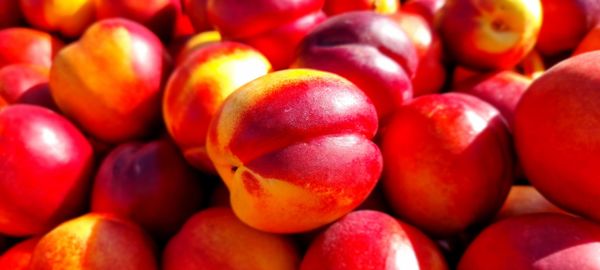 Nectarine from 뉴질랜드 supplied by H & J Roberts Limited - Red Skin Color 신선 천도복숭아