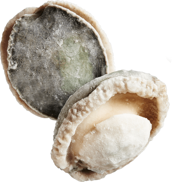 Wild Abalone from South Africa supplied by Aquafarm Development (PTY) Ltd. - Blackfoot Abalone (=Haliotis iris=Wild Abalone=Blackfoot Paua=Rainbow Abalone) Fresh Abalone