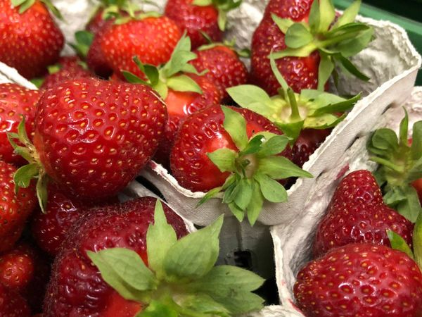 Fresh Strawberry from Germany supplied by Biolandhof Sepp Keil - Bright Red Fresh Strawberry