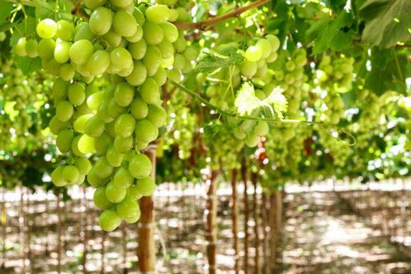 Green Seedless Grapes from Peru supplied by Fundo Sacramento S.A.C. - Green (=Unripe=Sour) Fresh Grape