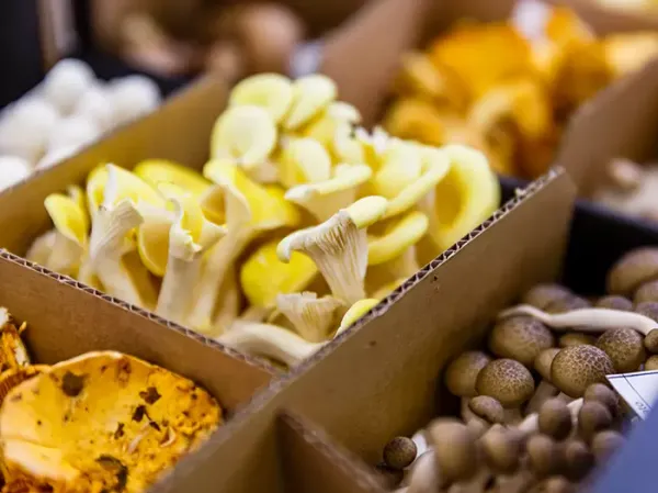 Trumpet Chanterelle Mushroom from Switzerland supplied by Giovanelli - White Chanterelle Mushroom