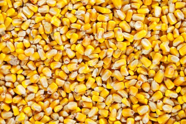 Corn from Russia supplied by JSC Agrofirma Mtsenskaya - Grain Maize (Corn)