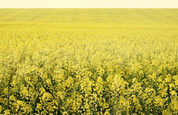 Canola Seed from 미국 supplied by Roggen Farmers Elevator Association - Seed 카놀라 씨 및 유채 씨