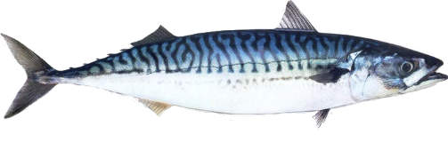 Mackerel from 노르웨이 supplied by NORGES SILDESALGSLAG SA - Fresh (=Chilled=Raw) 냉동 고등어