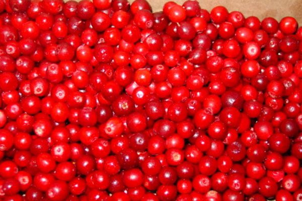 Frozen Lingonberry from 대만 supplied by Qingdao Huahong Food Co., Ltd. - TW - Frozen 월귤