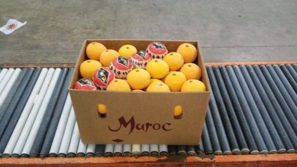 Orange from 모로코 supplied by AGROLAM SARL - Carton Box (=Cardboard Box) 신선 오렌지