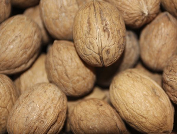 Walnut from 이탈리아 supplied by SEPO SpA - PP Bags (10kg) 생호두