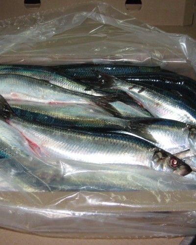 Herring from Egypt supplied by Midseas Corp - Whole (=In The Round) Herring