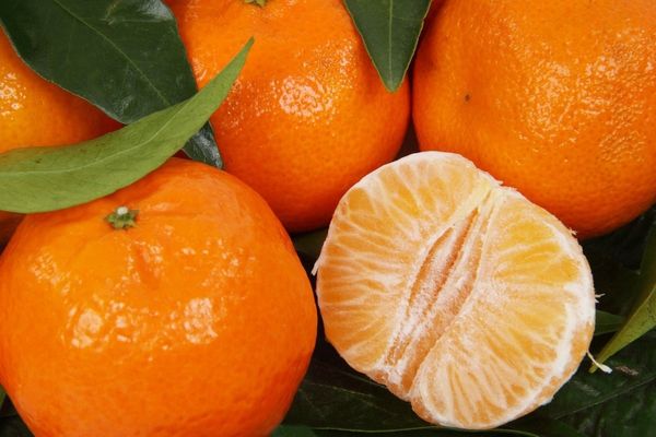Fresh Clementine from 스페인 supplied by Juan Rubert SL - Oronules 신선 클레멘타인