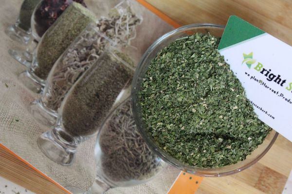 Cilantro Leaves from 이집트 supplied by Bright Star Herbs - 비유기농 아로마틱 허브