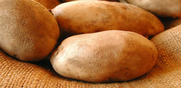 Potato from Tunisia supplied by KENZA FRUITS - Brown Fresh Common Potato