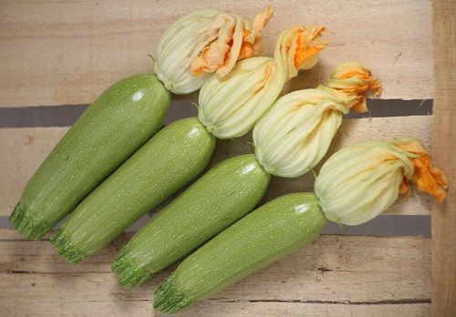 Squash from Turkiye supplied by Golden West Seeds - Green Squash