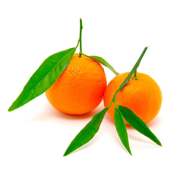 Fresh Mandarin from 튀르키예 supplied by DFF Gida - Plastic Case 신선 만다린