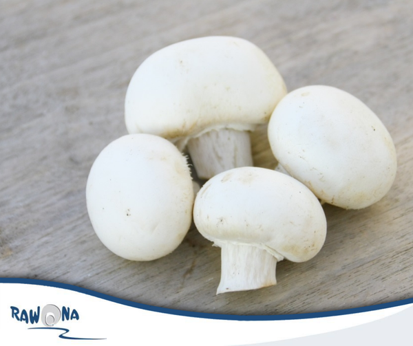 White Button Mushroom from Poland supplied by UPRAWA PIECZAREK Józef Piórko - Fresh (=Chilled) Fresh White Mushroom