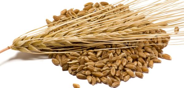 Barley from 카자흐스탄 supplied by AsiaTradeAgro - Whole 보리