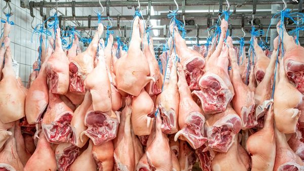 Fresh Pork from Germany supplied by Brand Qualitaetsfleisch GmbH & Co.KG - Fresh (=Chilled=Raw) Fresh Pork Ham & Shoulder
