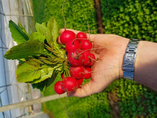 Radish from Italy supplied by Stern Societa Coop Per Azioni - Cherry Radish (=Raphanus sativus L. var. radculus pers) Radish