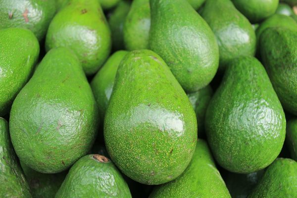 Organic Avocado from 도미니카공화국 supplied by EUROFRESH Dominicana - Organic 신선 아보카도