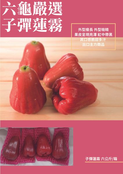 Wax Apple from 대만 supplied by Tama Shokunin - High Quality 로즈애플