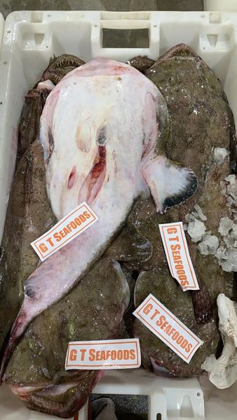 Monkfish from 영국 supplied by GT Seafoods Ltd - Polystyrene Box (3kg) (=Styrofoam Box) 냉동 아귀