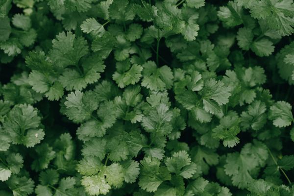 Coriander from Kenya supplied by Ad-Lib Limited - Non-organic Aromatic Herbs