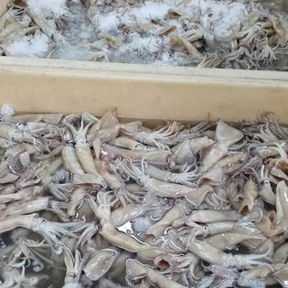 Squid from 그리스 supplied by TOURNAVITIS SA - Whole 냉동 오징어