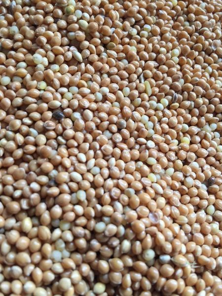 Millet from Russia supplied by Continent Ltd - Whole Millet