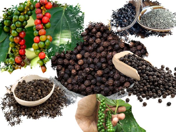 Black Pepper from Sri Lanka supplied by DEESAN LANKA - Black Whole Black Peppercorn