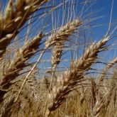 Wheat from 브라질 supplied by Frutini Fruticultura Aliprandini LTDA - Whole 소맥