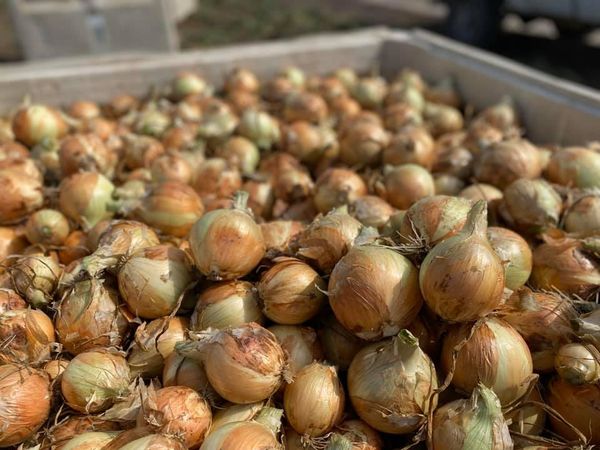 Onion from 미국 supplied by Val Verde Vegetable Co. Inc. - Whole 신선 양파
