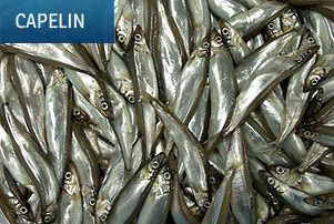 Frozen capelin from Norway supplied by Sevrin Tranvåg AS - Frozen Frozen Capelin