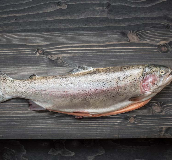 Rainbow Trout from Finland supplied by Ab Salmonfarm Oy - Rainbow Trout Fresh Trout