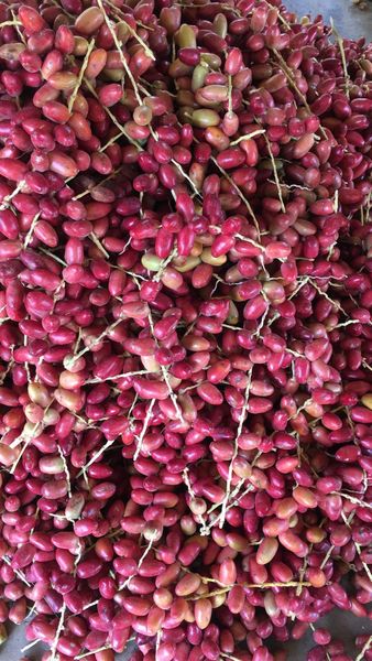 Red and Yellow Dates from India supplied by R S Enterprise - Choice Fresh Date