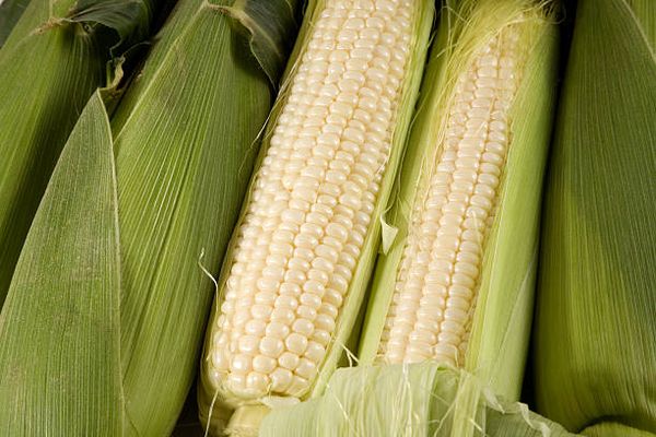 WHITE CORN GMO FOR HUMAN from Brazil supplied by Boymaxwell Indojaya Grup Ltd. - Raw Maize (Corn)