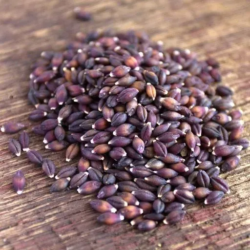 Organic Purple Buffalo Barley from 대만 supplied by JE-WELL FUNCTIONAL INGREDIENT TECHNOLOGIES CO., LTD. - Buffalo 보리