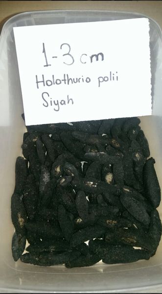 Dried Sea Cucumber from Turkiye supplied by Seacu - Holothuria Mammata Frozen Sea Cucumber