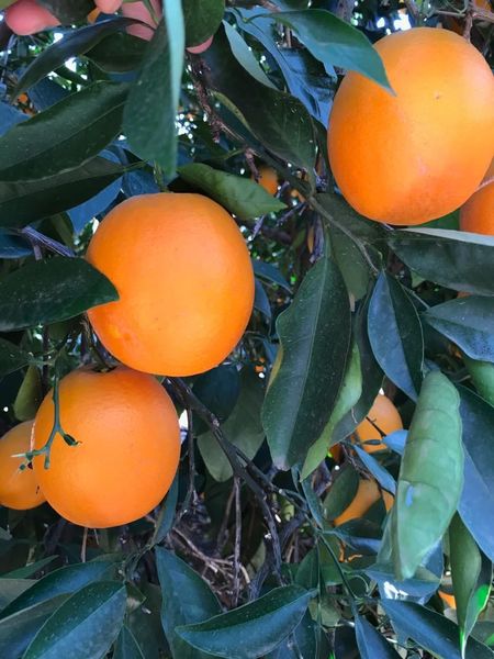 Witkrans Oranges from 남아프리카공화국 supplied by RuBisCo. Pty Ltd. - Medium 신선 오렌지