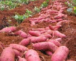 SWEET POTATO from 우간다 supplied by KIKEZ AGROLINE LTD - Yellow Flesh Varieties 고구마