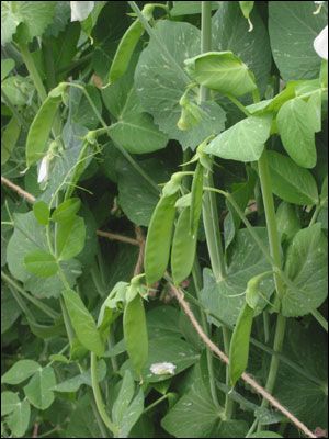 Winter Peas from Ukraine supplied by Orbita FG - Raw (=Natural) Dried Common Pea