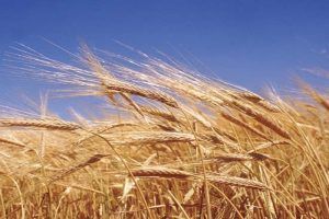 Wheat from Israel supplied by Nir Agricultural Works, Ltd. - Wheatgrass Wheat