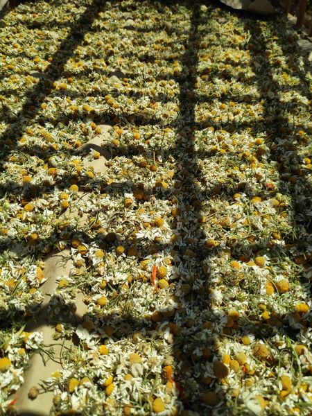 Chamomile from 이집트 supplied by Nov-Aroma - Chopped 기타