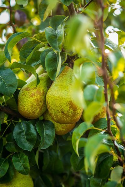 Fresh Pears from 폴란드 supplied by Agro-Alex sp. z o.o. - Green 신선 배