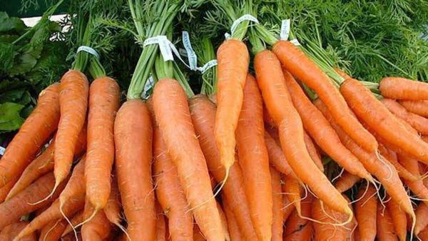 Fresh Carrot from Israel supplied by R.A.N. Fresh Produce Ltd. - Orange Fresh Carrot