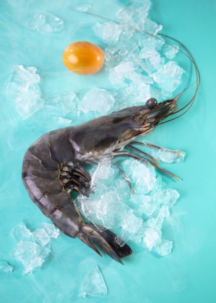 Black Tiger Prawn Raw from 말레이시아 supplied by Freecap Resource Sdn Bhd - Fresh (=Chilled=Raw) 냉동 새우