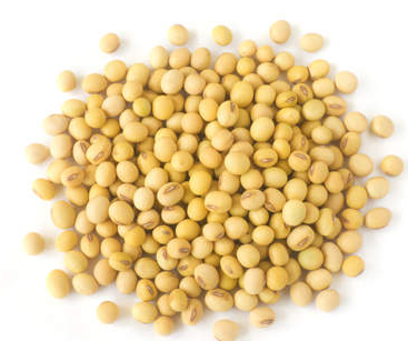 Soy Protein from 인도 supplied by Goyal Proteins Ltd - Cake (Oilcake) 대두단백질
